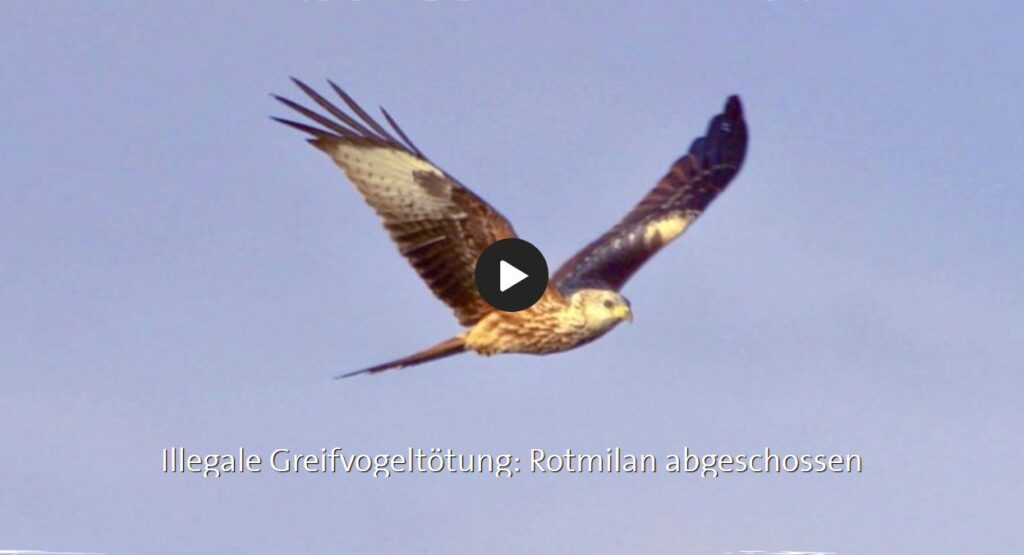 Illegale Greifvogeltötung: Rotmilan abgeschossen